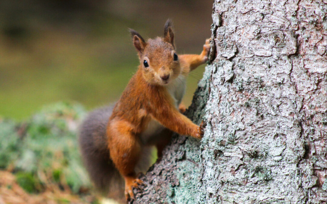 squirrel in a tree representing attention-deficit website audience