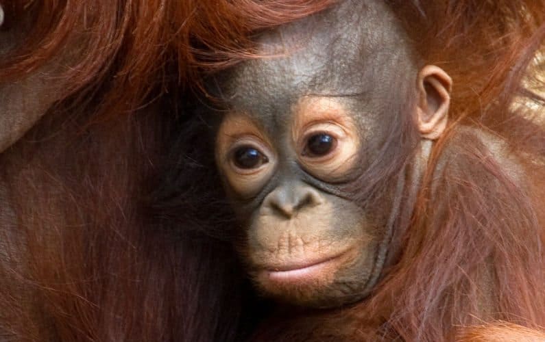 baby-orangutan